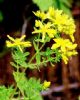 St.John's Wort P.E. (Shirley At Virginforestplant Dot Com)